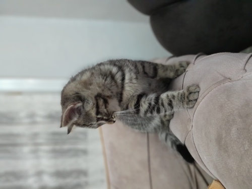 Minik lola çok seveceksin fotoğraf