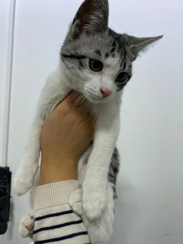 GÜVENİLİR BİR AİLE LÜTFEN ÇOK TATLI fotoğraf