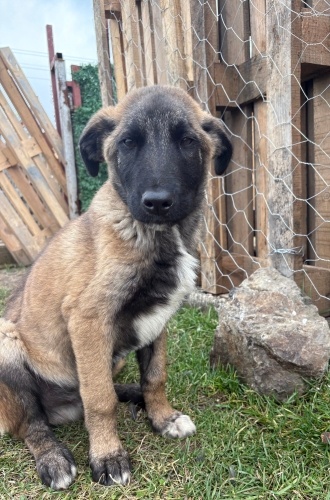 Kangal- kurt karışımı- 6 aylık-erkek-sadık- sevecen fotoğraf
