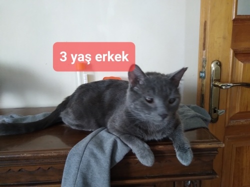 UYSAL CANA YAKIN BIR CAN fotoğraf