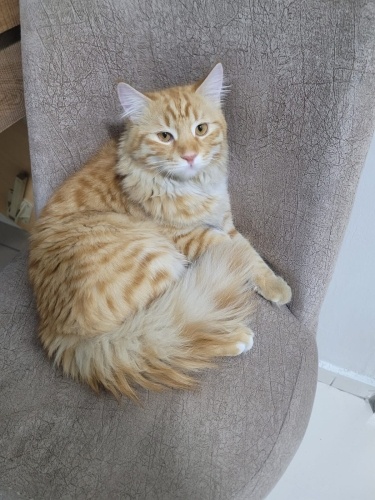 Çok tatlı oyuncu bi kedi fotoğraf