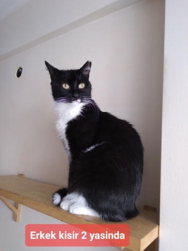 ASİL VE YAKISIKLI UYSAL fotoğraf