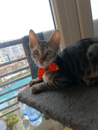 Tam bir aşk yumağı fotoğraf