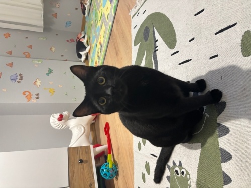 Sevgi dolu ve oyuncu yavrumuza yuva arıyoruz fotoğraf