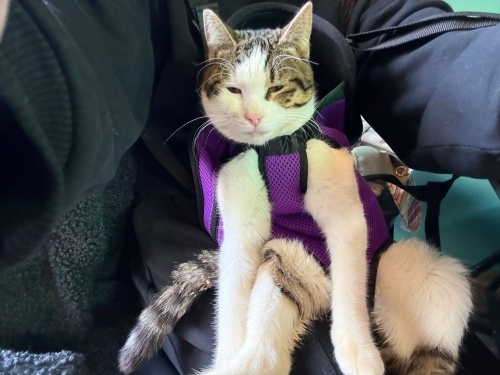 Ayaklarım olurmusun ? fotoğraf