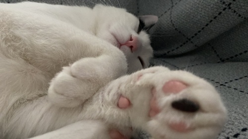 MAVİMİZ CANIMIZA YENİ EV ARIYORUZ fotoğraf