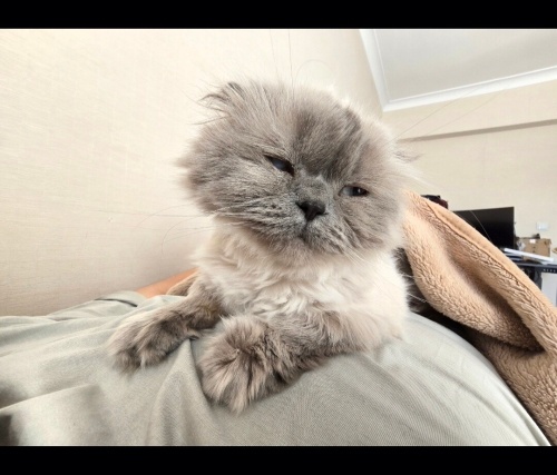 Scottish Fold Blue Point(Sadece Ankara İçi) fotoğraf