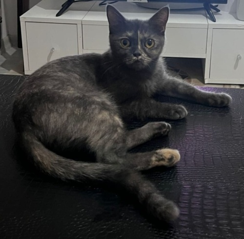 Maalesef terkedilen british fotoğraf