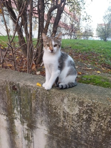 Sakin,uslu tekirime yuva fotoğraf