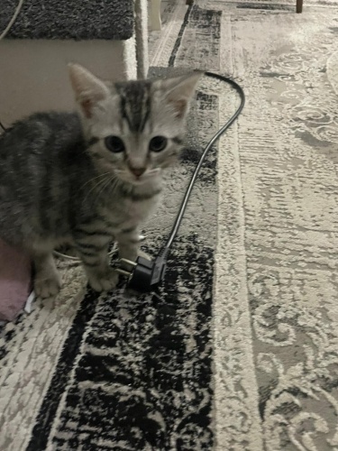 Yavru kedimiz var fotoğraf