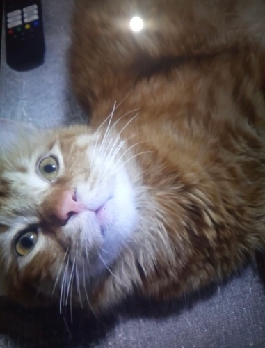 SARMAN ACİL SOKAĞA ATACAKLARMIŞ fotoğraf