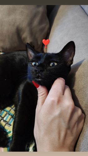 Acil Yuva Aranıyor fotoğraf