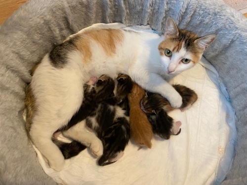 Pamuk prenses ve 6 cücesi fotoğraf