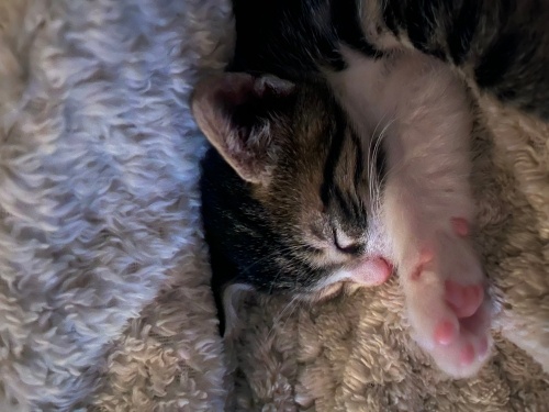 Çok Sevecen, oyuncu bir bebek fotoğraf