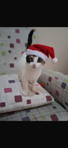 Alya ya acil yuva fotoğraf