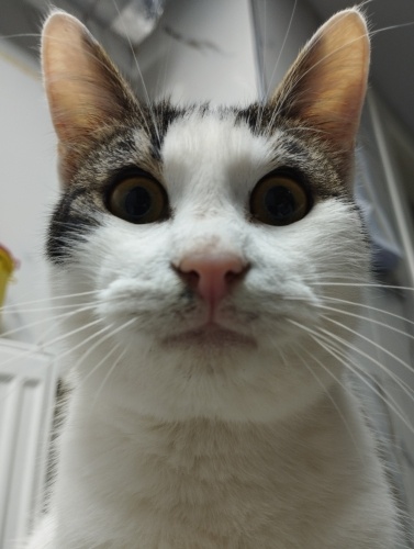 Sevgi yumağı oğlana acil yuva 🙏 fotoğraf