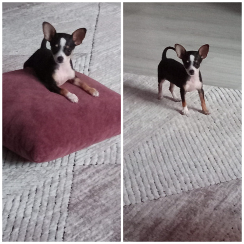 Ücretsiz sahiplendirme fotoğraf