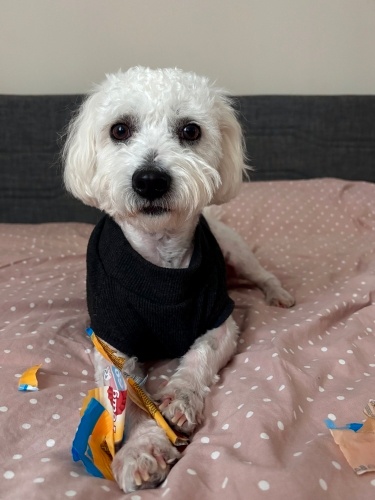 Sorumlu Sahiplendirme fotoğraf