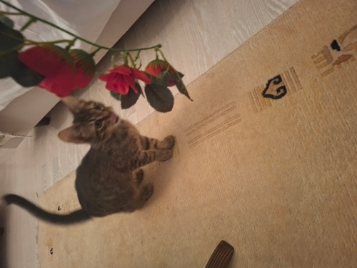 TERKEDİLMEK HER CANLIYI ÜZER fotoğraf