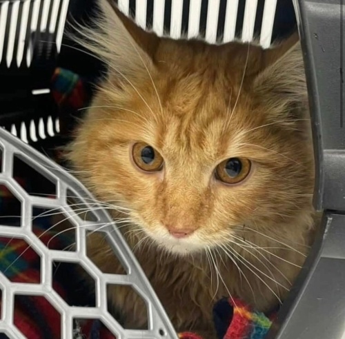 Aslan yuva arıyor fotoğraf