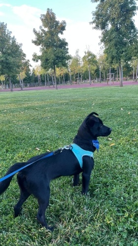 Oyuncu Loki Yuva Arıyor fotoğraf