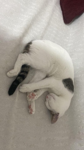 Ücretsiz sahiplenme çok güzel gri beyaz yavru fotoğraf