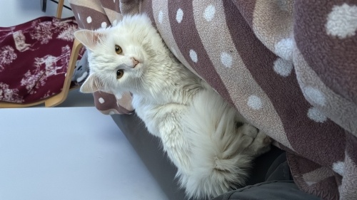 Aşırı uysal ve insancıl olan bu pamuk oğlana yuva fotoğraf