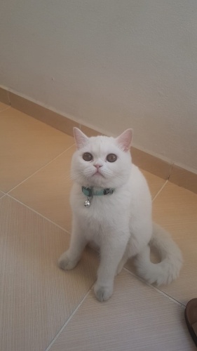 Beyaz melek inci fotoğraf