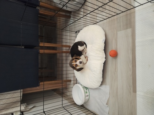 Özel durumdan dolayı veriyorum fotoğraf