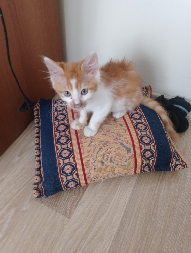 Tatlis kedicik pisi fotoğraf