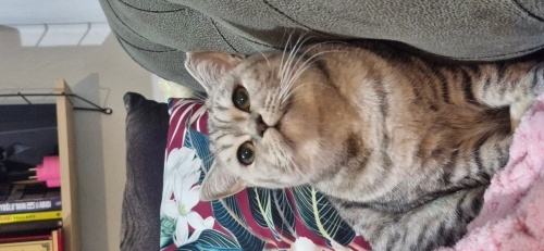 Mia hanima yavrumuza yuva ariyoruz fotoğraf