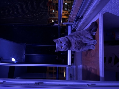 3 buçuk yaşında kısır ACİL SAHİPLENDİRME fotoğraf