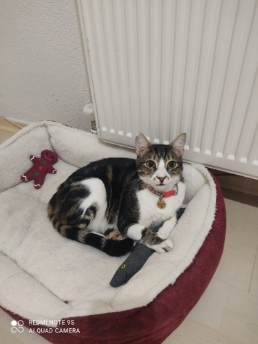 Minnoş sıcak bir yuva arıyor... fotoğraf