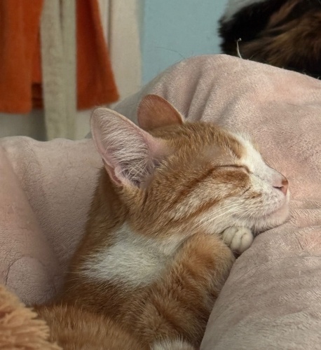 Sakin ve oyuncu kedi fotoğraf