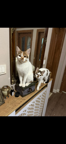 Sakin oyuncu bir kedi fotoğraf