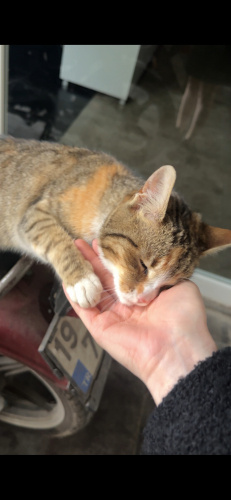 Dişi Calico, acil yuva arıyor fotoğraf