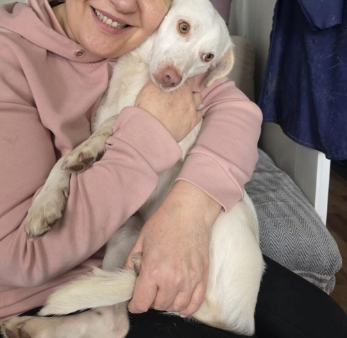 BEAGLE - CORGİ MELEZİ KISIR‼️ fotoğraf