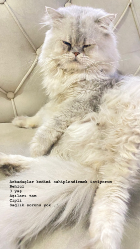 Acil sahiplendirme fotoğraf