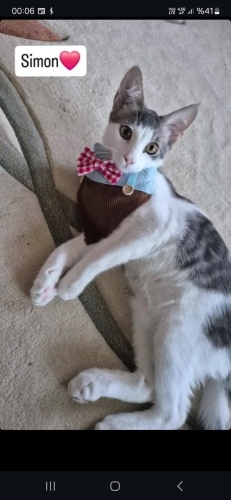 Aşırı uysal ve kendini sevdiren bir kedi ısırsan bile bişe demez fotoğraf