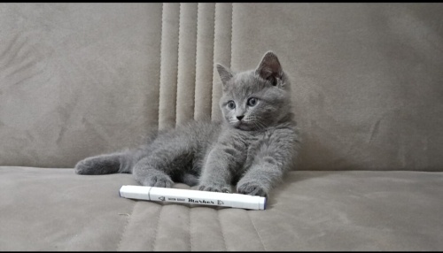 Ücretsiz sahiplendirme fotoğraf