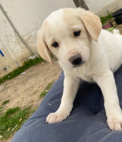 Ücretsiz sahiplenme çok acil yuva fotoğraf