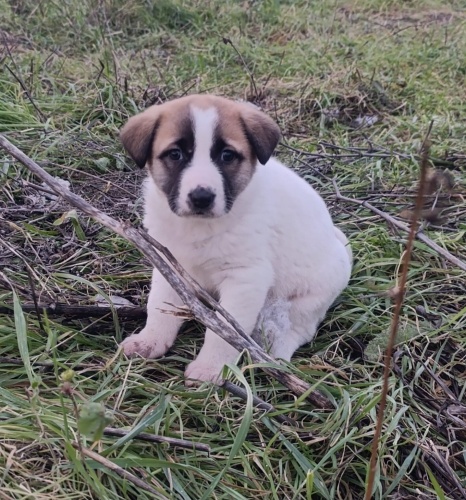 Acil yuva aranıyor fotoğraf