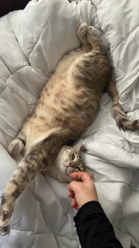 Evinizin Perisi fotoğraf