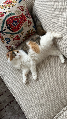 KISIR KEDİM İÇİN YUVA ARIYORUM fotoğraf