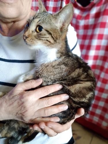 Fadik'e sıcacık bir yuva arıyoruz fotoğraf