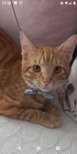 1 yaş kısır erkek çok uysal fotoğraf