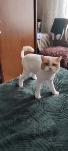 ÇİPLİ VE AŞILI BRİTİSH SORTHAİR VETERİNERDEN ‼️ fotoğraf