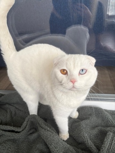 Sakin çok iyi huylu bebeklere bayılan bir pati fotoğraf