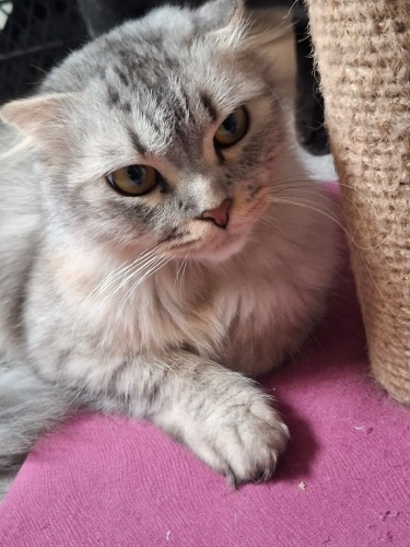 Sakin uysal iti huylu bir pati fotoğraf