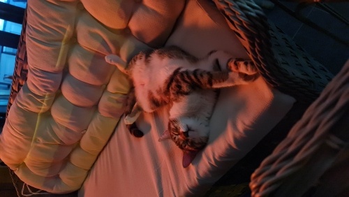 Oyuncu ve uykucu tekir fotoğraf